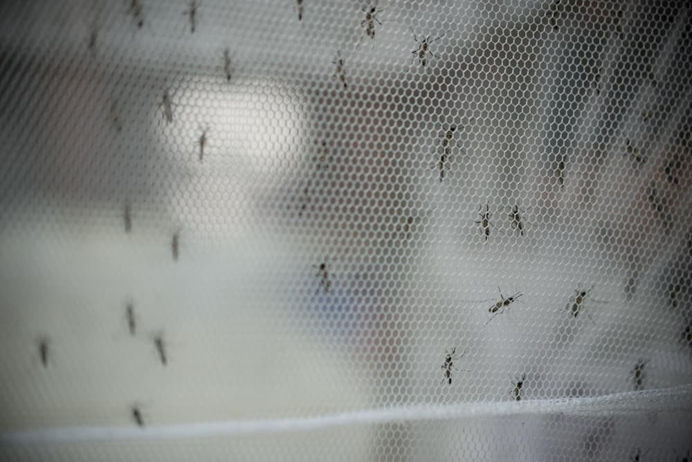 Por que escolher tela mosquiteira de polietileno para proteger sua família?